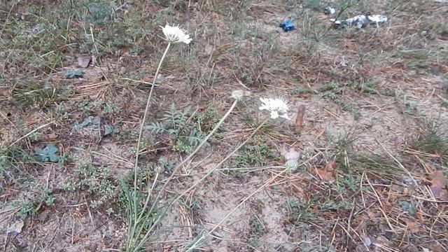 Скабиоза бледно-желтая Scabiósa ochroleuca смотреть онлайн