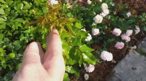 РОЗЫ с мелкими цветами АНГЕЛА Ларисса КУБА ДЭНС