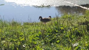 Загорское море. Сергиев-Посадский район. Реконструкция лесопарка. Пляжи 17.08.2023