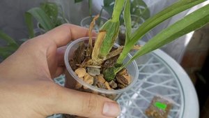 Знала и ЗАГУБИЛА ОРХИДЕЮ итоги эксперимента😭 Osmocote НЕТ в моей коллекции