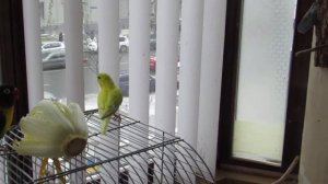 Неразлучник и волнистый попугай. Lovebird and budgie.