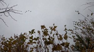 Охота на гуся на краю Земли. Архангельская область, осень 2022 год.