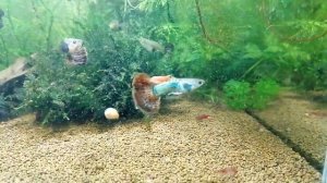 Гуппи красный дракон, Red dragon guppy