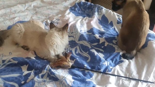 КОТОБЛОГ смотреть онлайн