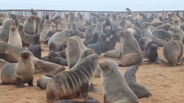 Seals In Namibia/морские котики в Намибии