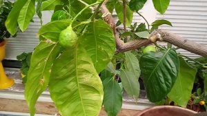 павловский лимон 17 лет, чуть не погубила!