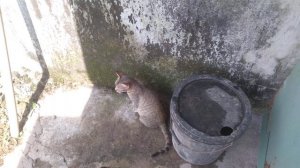 cat mom and cute kitten videos (p19)