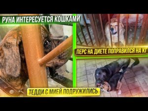 Обработала котят с подвала, купила новым хвостикам паспорта. Пошли в лес на водопад. Перс поправился