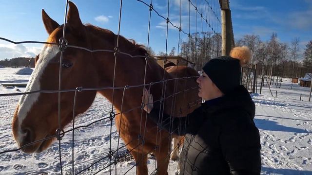 Вентспилс, Латвия / МЫ С ЖЕНОЙ КОРМИМ и ГЛАДИМ ЛОШАДЬ / Олений сад смотреть онлайн
