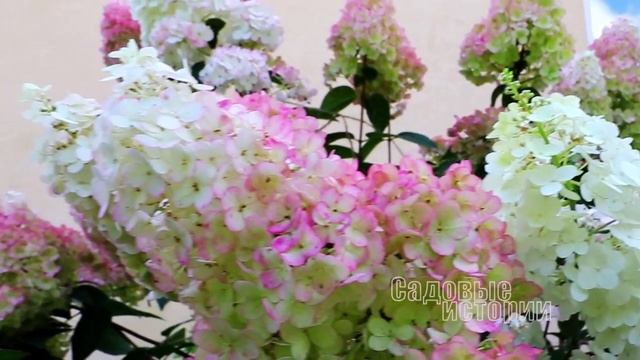 садовая композиция для тенистого сада