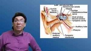 Вестибулярный анализатор. Слуховой анализатор. Физиология. Сенсорные системы