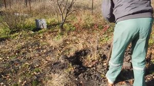 Как без риска пересадить куст смородины ч.1