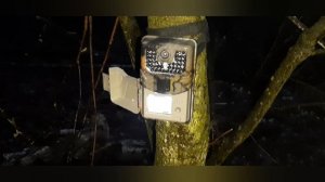 Фотоловушка Suntek HC 900 A, неделя в лесу, проверка дождём. Кого сняла фотоловушка ?