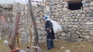 Nomadic grandmother | Iranian nomads | Feeding the sheep | winter of the nomads