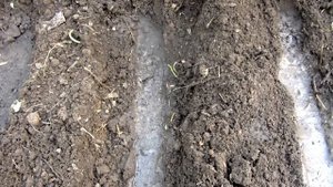 Вторая посадка огурцов в летний период