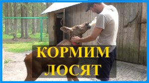 КОРМИМ ЛОСЯТ НА ЛОСЕФЕРМЕ. Посетили музей Печоро-Илычского заповедника РК.