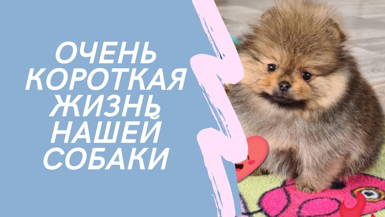 Трагедия в питомнике собак. Что случилось с нашим щенком шпица Бали