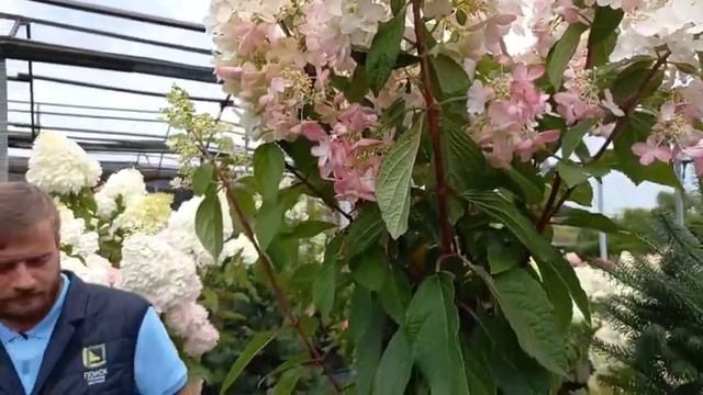 Продолжаем разговор про прекрасные гортензии! смотреть онлайн