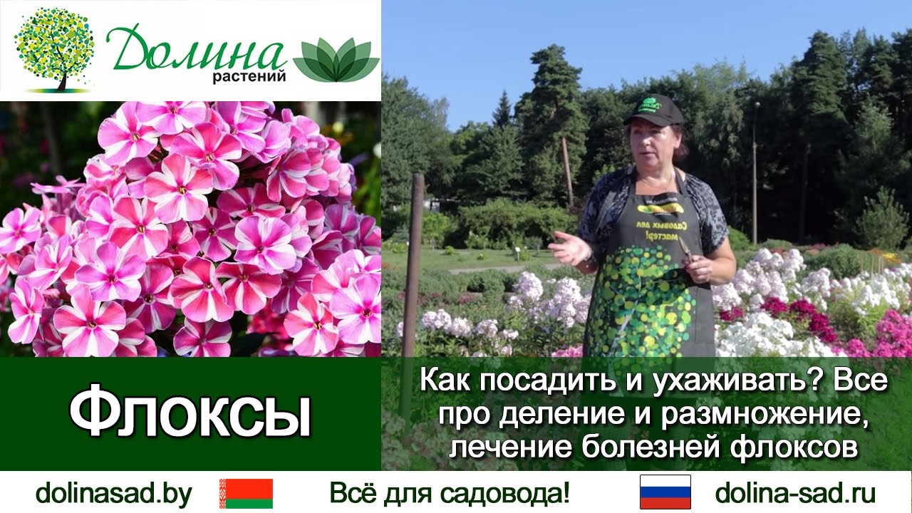 Все о ФЛОКСАХ как и где посадить, уход и полив, черенкование и деление, борьба с вредителями