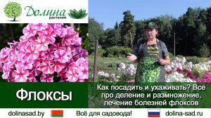 Все о ФЛОКСАХ как и где посадить, уход и полив, черенкование и деление, борьба с вредителями