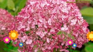 Гортензия древовидная Свит Аннабель. Краткий обзор, описание hydrangea arborescens Sweet Annabelle