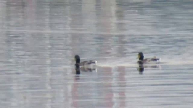 Пруды сохранились со времён Бориса Годунова смотреть онлайн