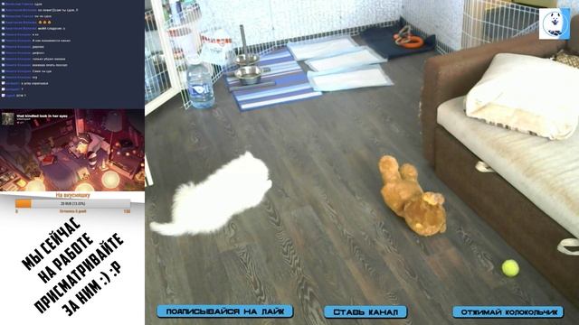 Всем привет! Меня зовут Зевс!Я Самоед! Если ты не боишься пушистых лапок заходи! смотреть онлайн