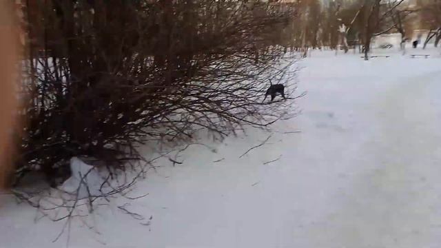 Выгул собаки бойцовой породы без поводка и намордника смотреть онлайн