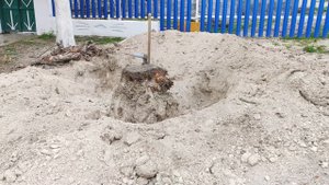 Выкорчевываю пень абрикоса