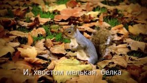 "Лес осенью" А.Твардовский - Видеостих