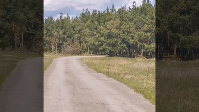 Видеозарисовка, природа Белокалитвенского района (хутор Поцелуев) смотреть онлайн