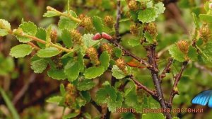 Береза карликовая (betula nana) ? карликовая береза обзор: как сажать, саженцы березы