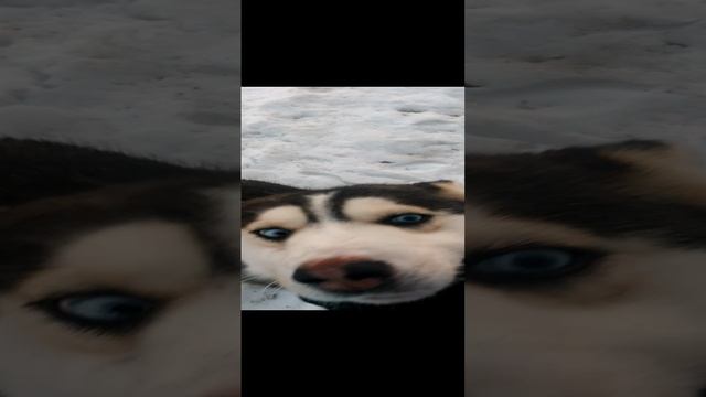 Хасячья моська