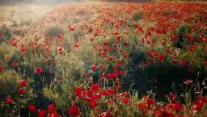 ФУТАЖ. Маковое поле - невероятно красивое зрелище!