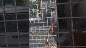 Гамадрил Люся и носуха Соня угостились перепелиными яйцами! Парк львов "Тайган"
