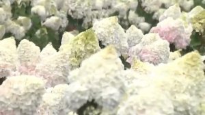 Гортензии в питомнике