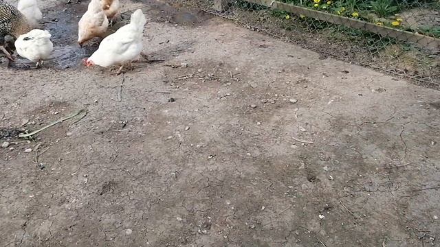 Кормление цыплят. Выгул наседок. смотреть онлайн