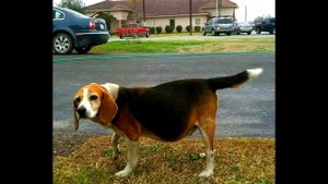 Буквально за час у собаки вздулся живот: диагноз ветеринаров довёл хозяйку до слёз...