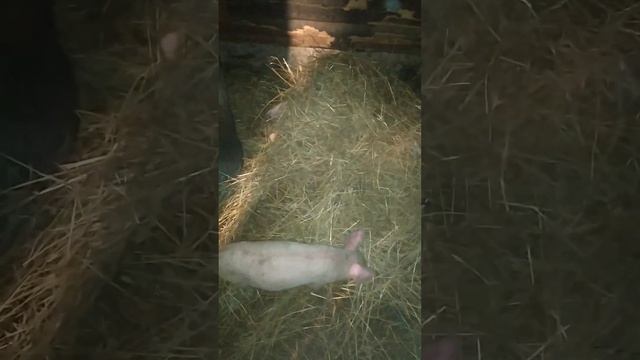 Андрюха! Ты тута ? И я тута 