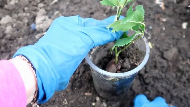 Я в ВОСТОРГЕ от ЭТОГО МЕТОДА! РАЗМНОЖЕНИЕ РОЗ в СВЕКЛЕ.