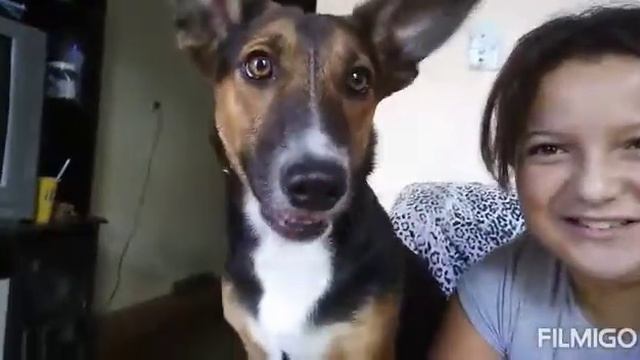 Levei minha cachorrinha pra tomar injeção смотреть онлайн