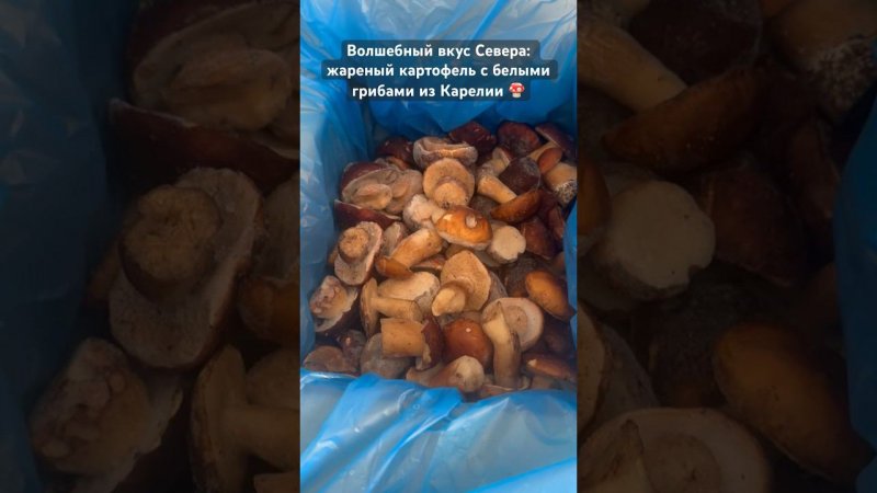 Вскрылась Тайна карельских белых Грибов: сказочный картофель#seashanty#vikings#cooking#еда