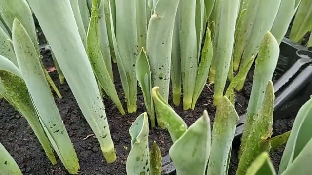 Посадка в горшки тюльпана и отправка на хранение смотреть онлайн