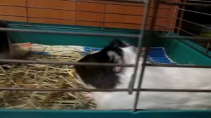 ຫມູກິນີ. ສັດທີ່ຫນ້າສົນໃຈ Cavy ຫຼື cavey. ໃນເປຣູພວກເຂົາເອີ້ນ Kui Морские свинки.mp4