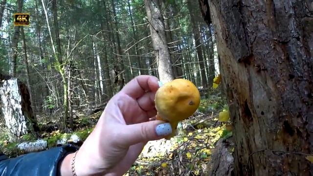 ? Осенние опята? Все усыпано молодыми опятами? Огромный пень с осенними опятами? Грибное безумие? #