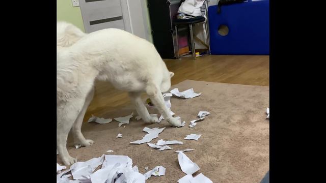 Снятия стресcа. Акита-ину смотреть онлайн