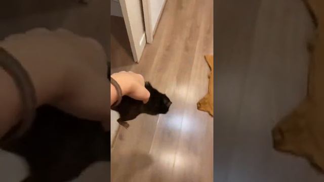 КРЫСА РОЕТСЯ В МУСОРЕ смотреть онлайн