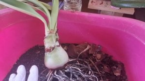 гиппеаструм Hercules,  роскошные корни отросли в 11 литровом горшке