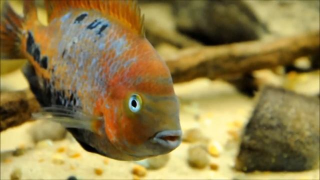 Vieja melanura (Lago de Peten) смотреть онлайн