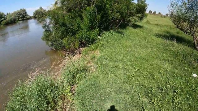 Летний жор сазана после нерестового запрета. Поймал большого сазана. смотреть онлайн